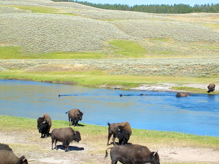 2006 Yellowstone Roadtrip